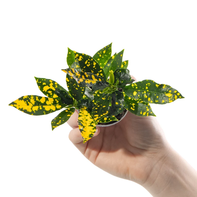 Baby Codiaeum aucubaefolia