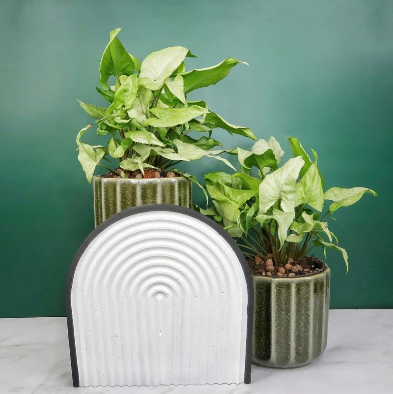 SYNGONIUM NGUENGI LAIMA