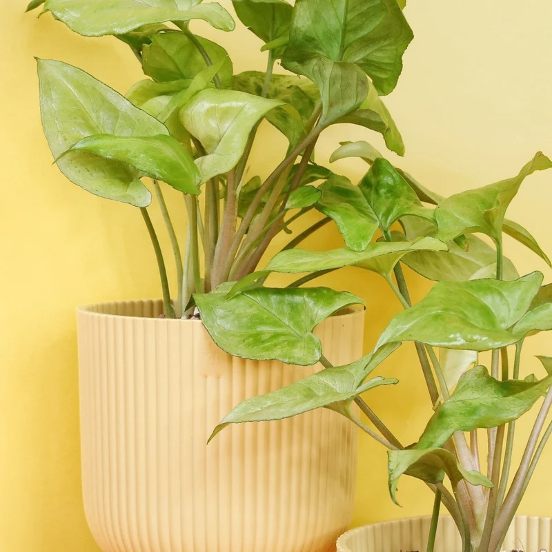 SYNGONIUM NGUENGI LAIMA