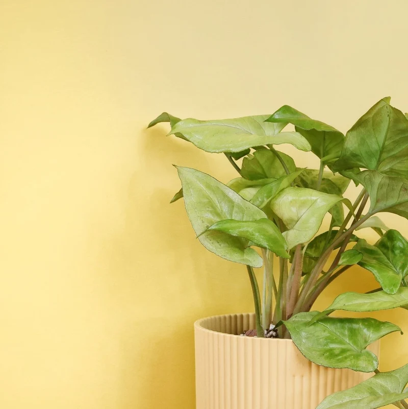 SYNGONIUM NGUENGI LAIMA