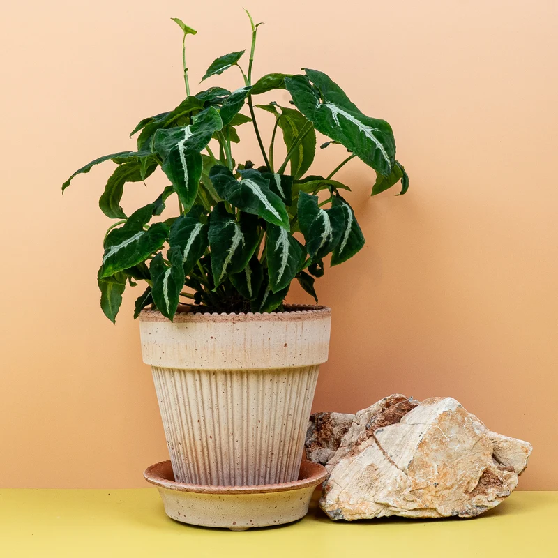 SYNGONIUM WENDLANDII