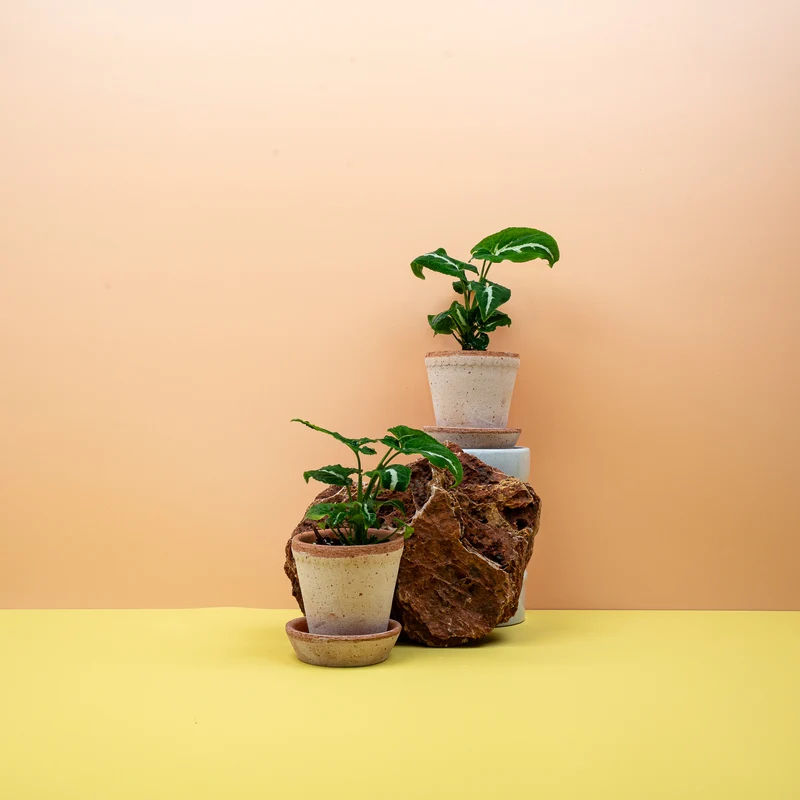 SYNGONIUM WENDLANDII