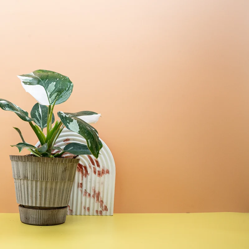PHILODENDRON WHITE WIZARD