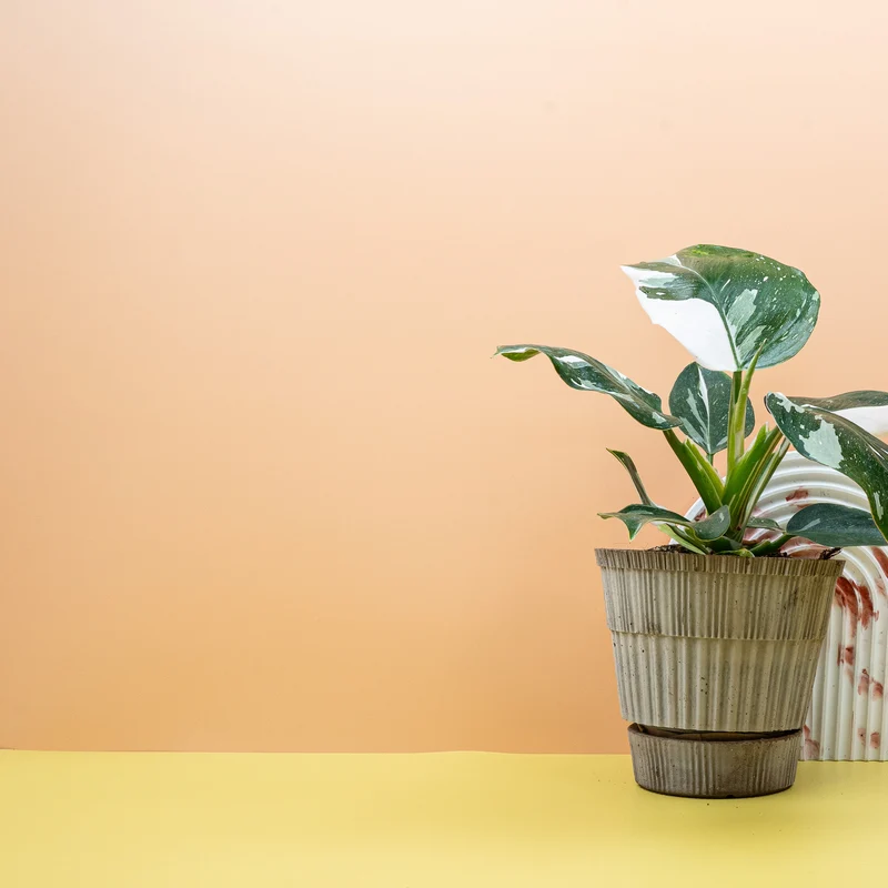 PHILODENDRON WHITE WIZARD