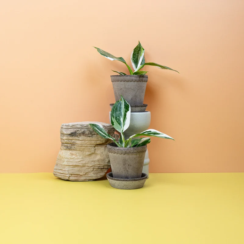 PHILODENDRON WHITE WIZARD