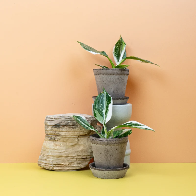 PHILODENDRON WHITE WIZARD