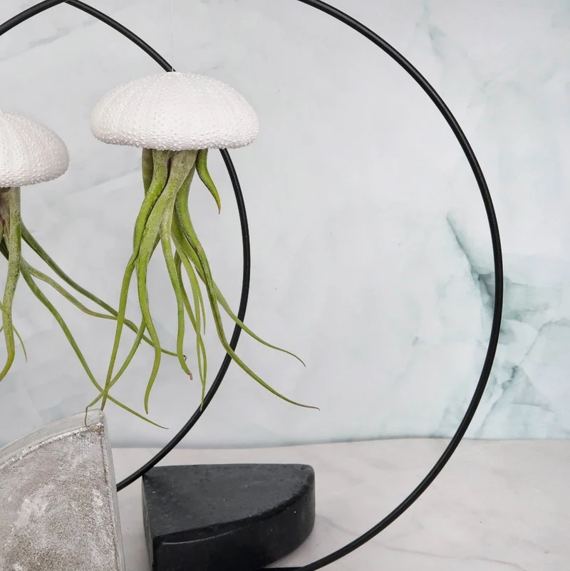 TILLANDSIA MEDUSAE - WHITE