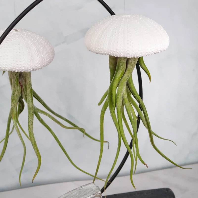 TILLANDSIA MEDUSAE - WHITE