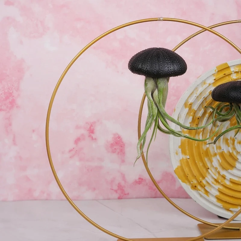 TILLANDSIA MEDUSAE - BLACK