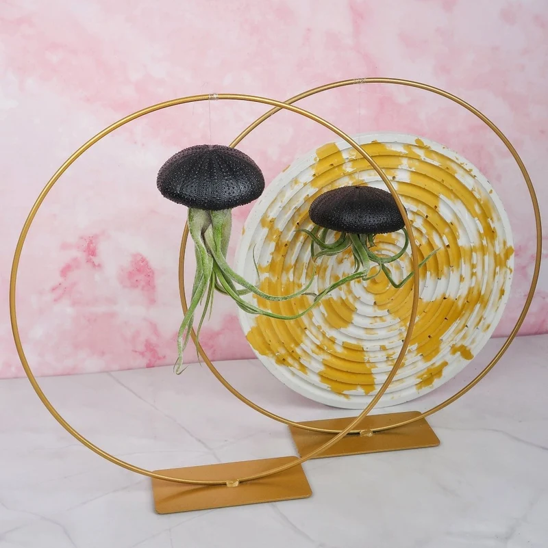 TILLANDSIA MEDUSAE - BLACK