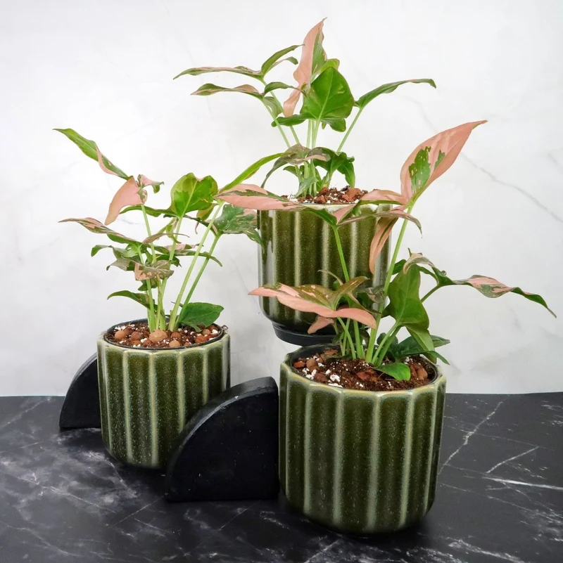SYNGONIUM RED SPOT