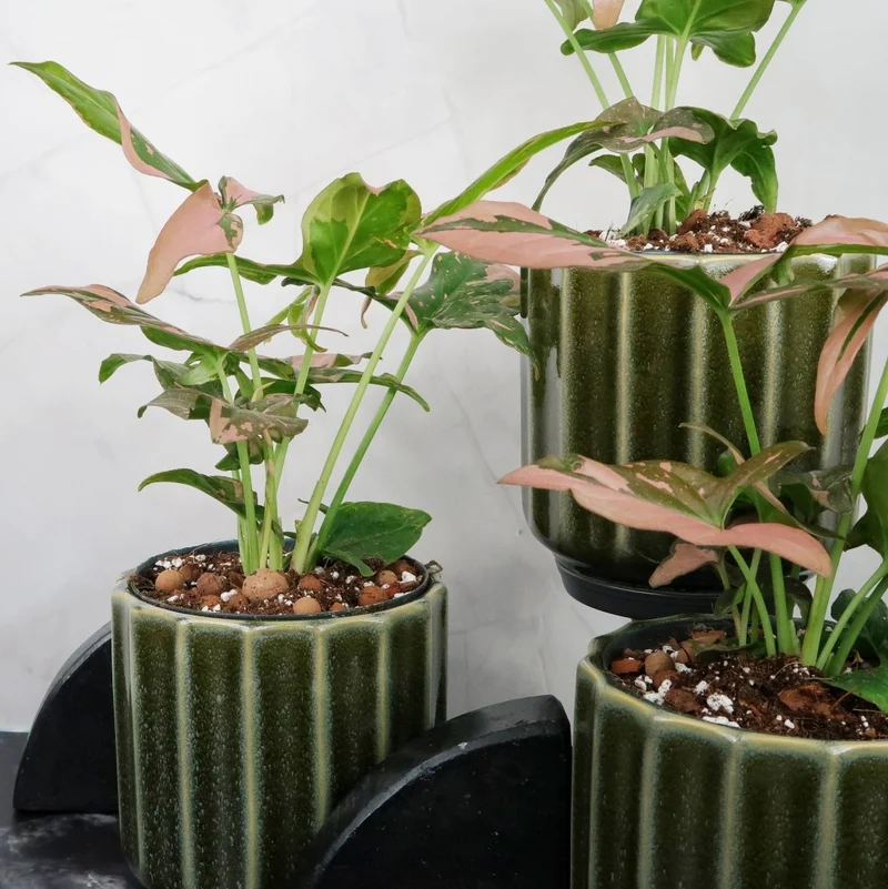 SYNGONIUM RED SPOT
