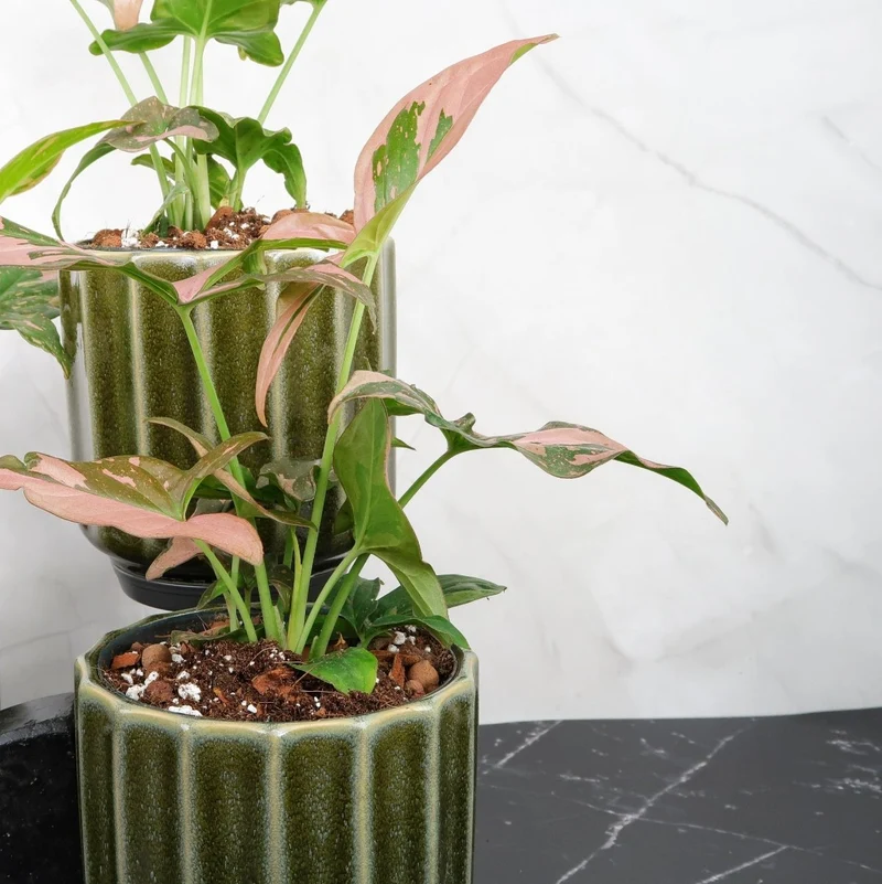 SYNGONIUM RED SPOT