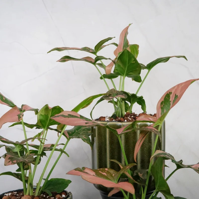 SYNGONIUM RED SPOT
