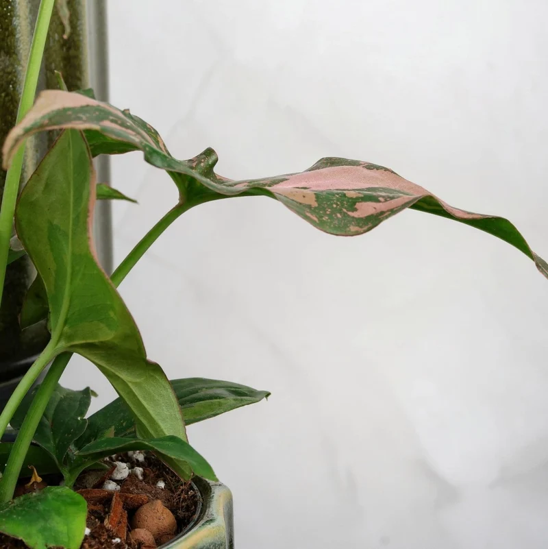 SYNGONIUM RED SPOT