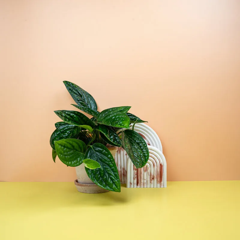 MONSTERA KARSTENIANUM