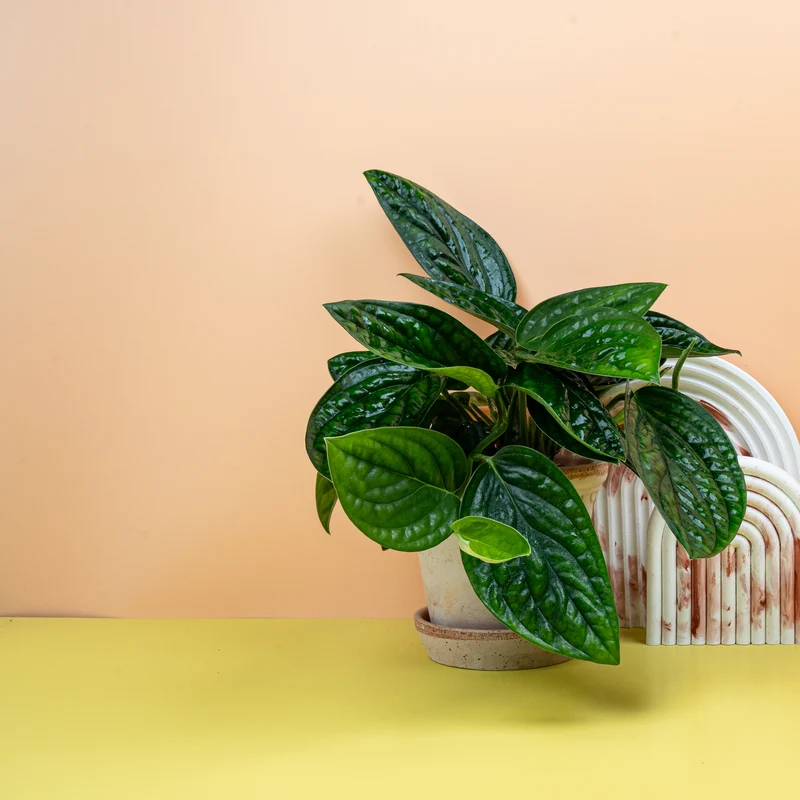 MONSTERA KARSTENIANUM