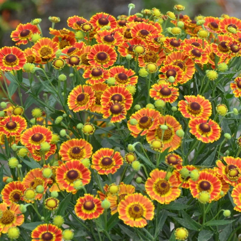 Sonnenbraut 'Mariachi Fuego'
