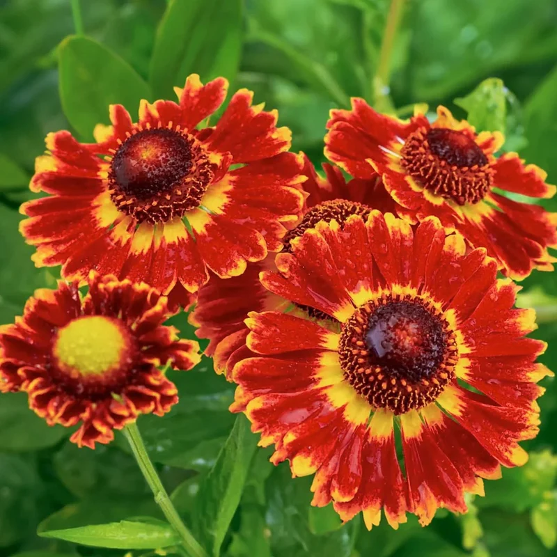 Sonnenbraut 'Mariachi Fuego'