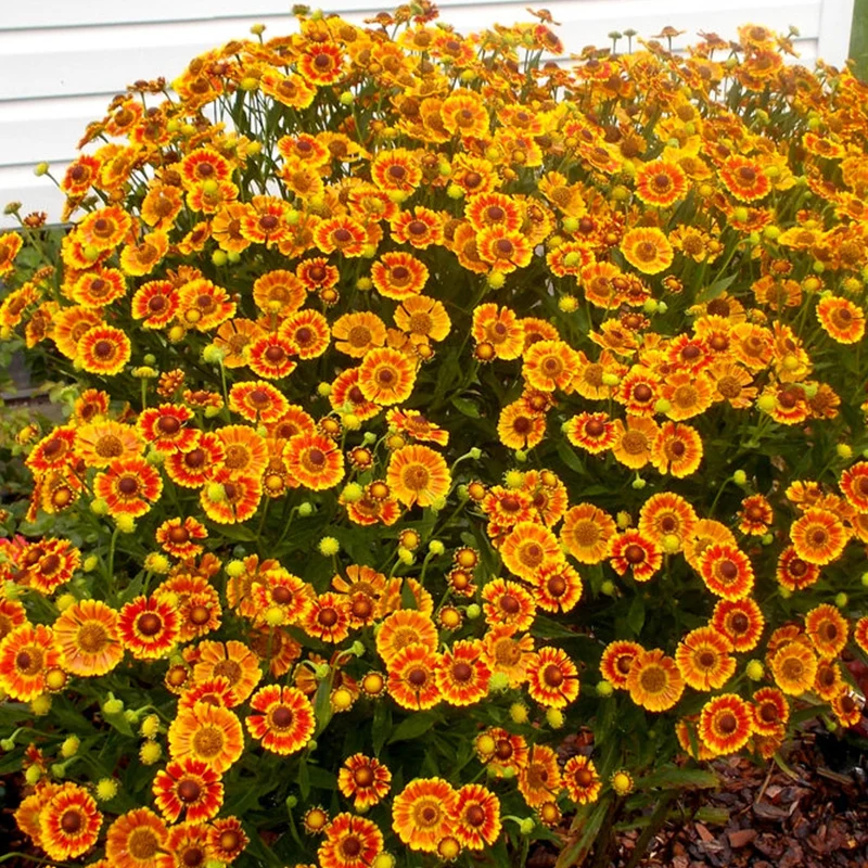 Sonnenbraut 'Mariachi Fuego'