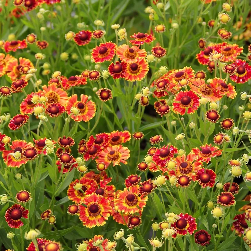 Sonnenbraut 'Mariachi Fuego'