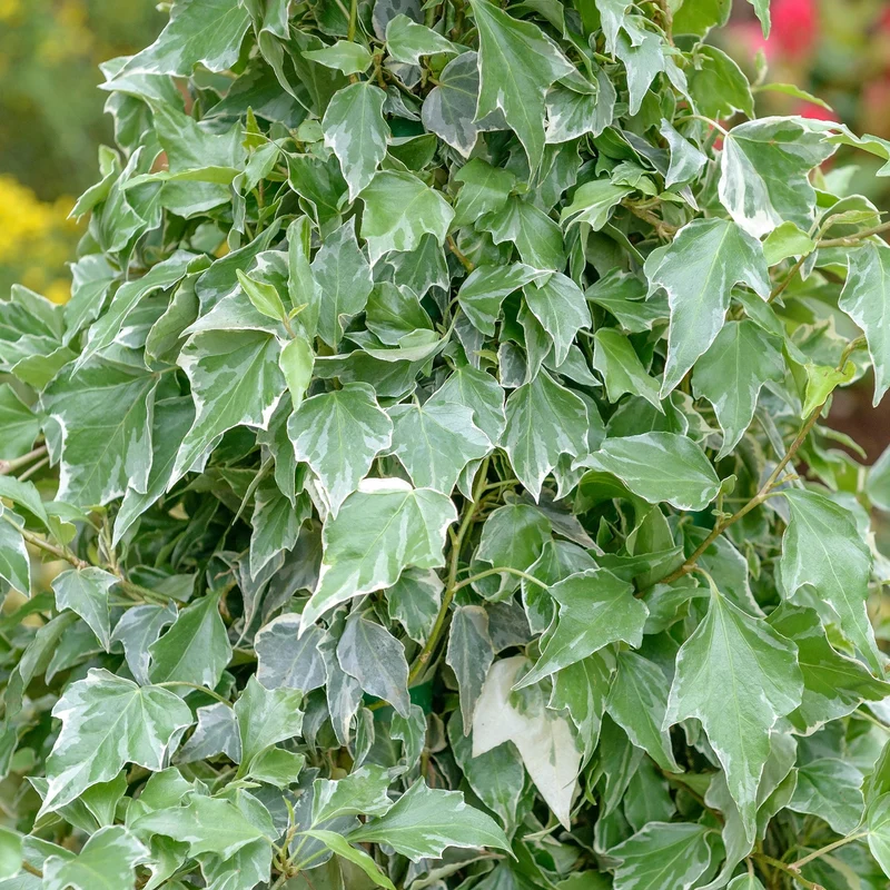 Efeu 'Glacier'