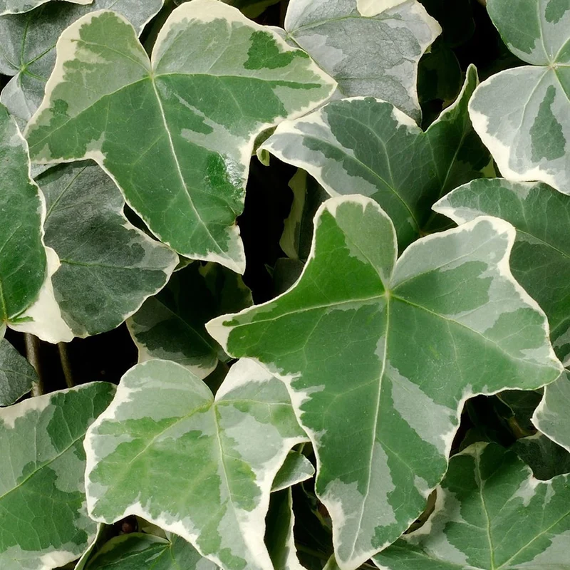 Efeu 'Glacier'