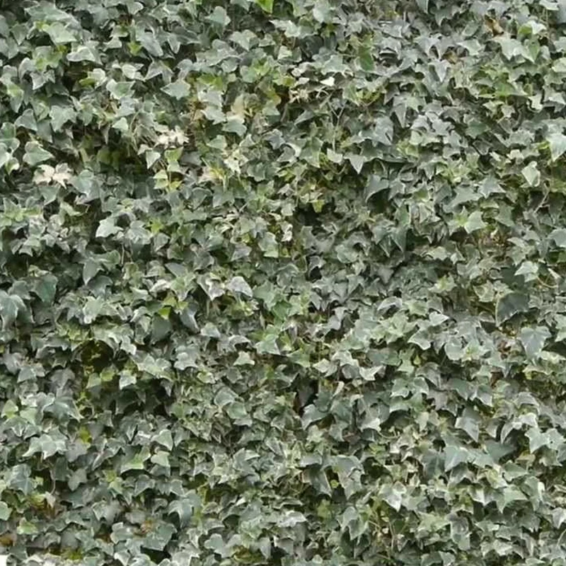 Efeu 'Glacier'