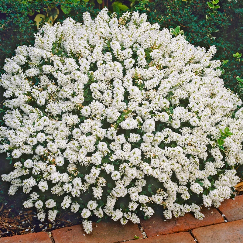 Strauchveronika 'White Gem'