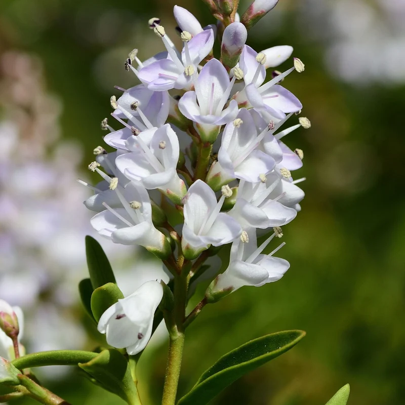 Strauchveronika 'White Gem'