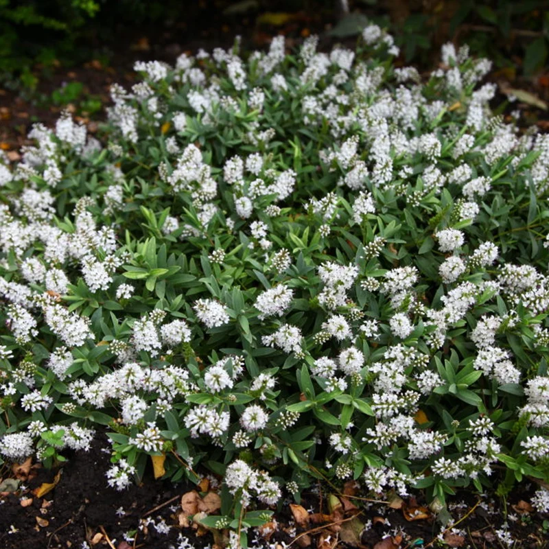 Strauchveronika 'White Gem'