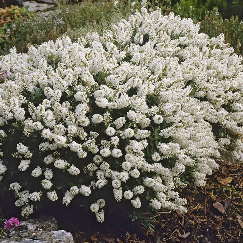 Strauchveronika 'White Gem'