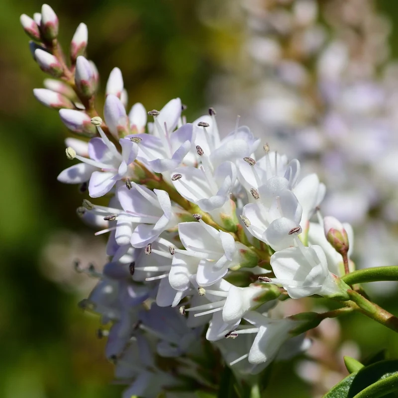 Strauchveronika 'White Gem'