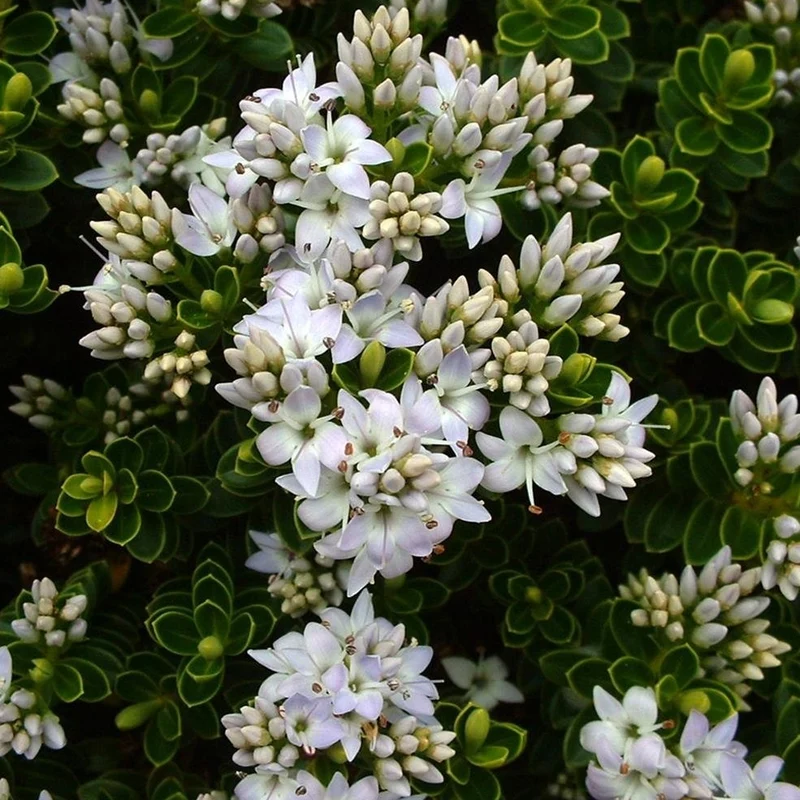 Strauchveronika 'Vernicosa'