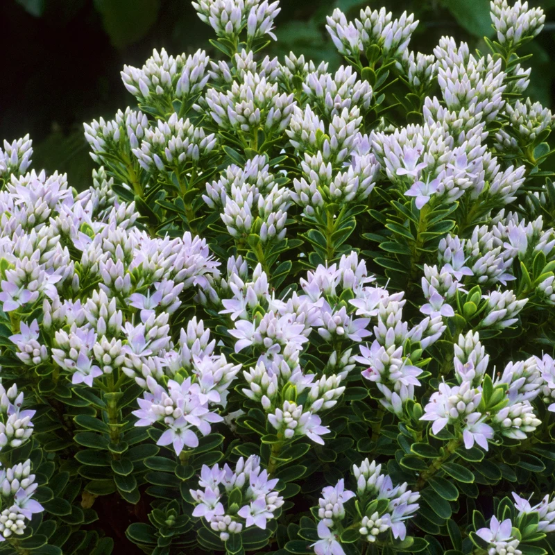 Strauchveronika 'Vernicosa'