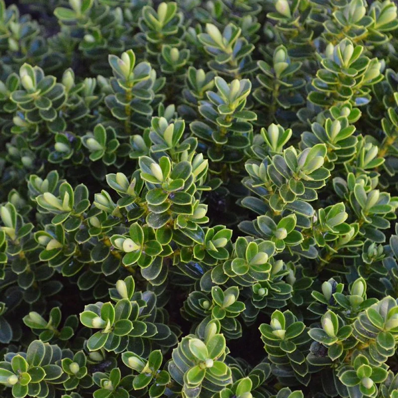 Strauchveronika 'Vernicosa'