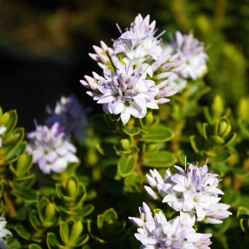Strauchveronika 'Vernicosa'