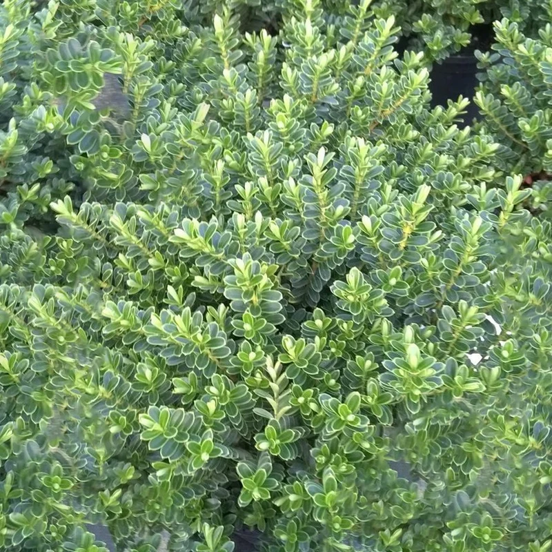 Strauchveronika 'Vernicosa'