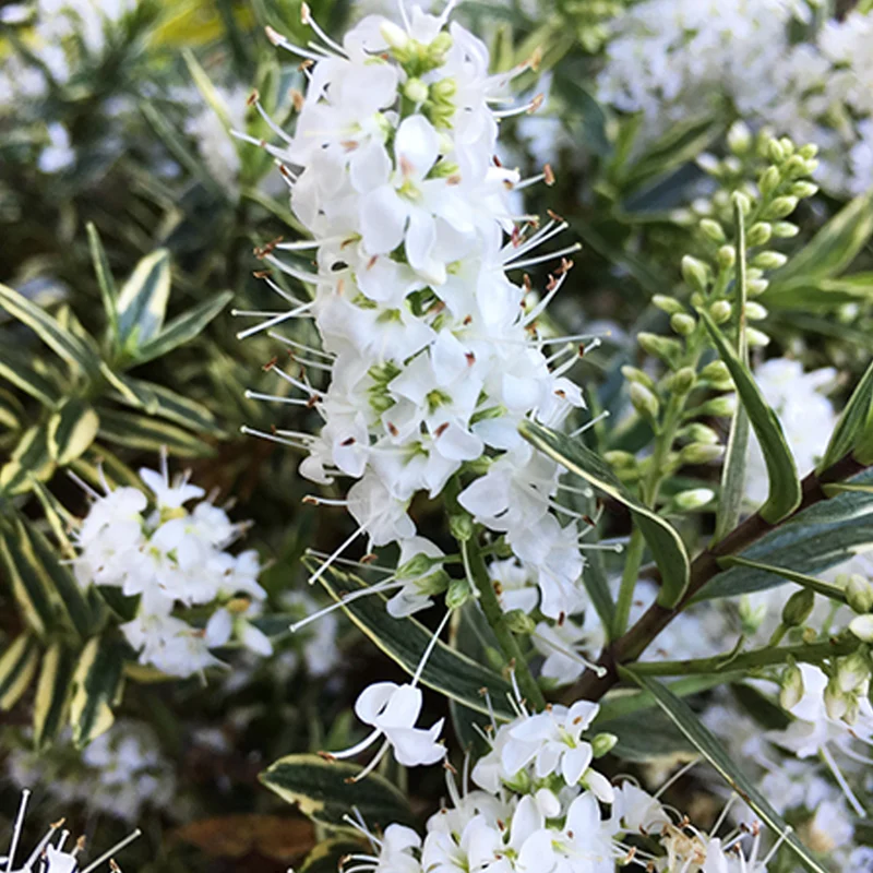 Strauchveronika 'Starlight'
