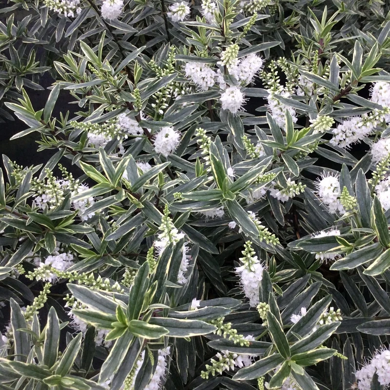 Strauchveronika 'Starlight'