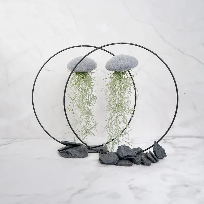 TILLANDSIA USNEOIDES - VELVET GREY