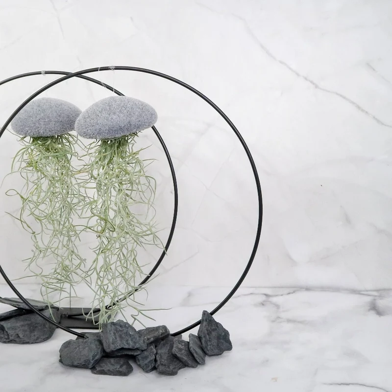 TILLANDSIA USNEOIDES - VELVET GREY