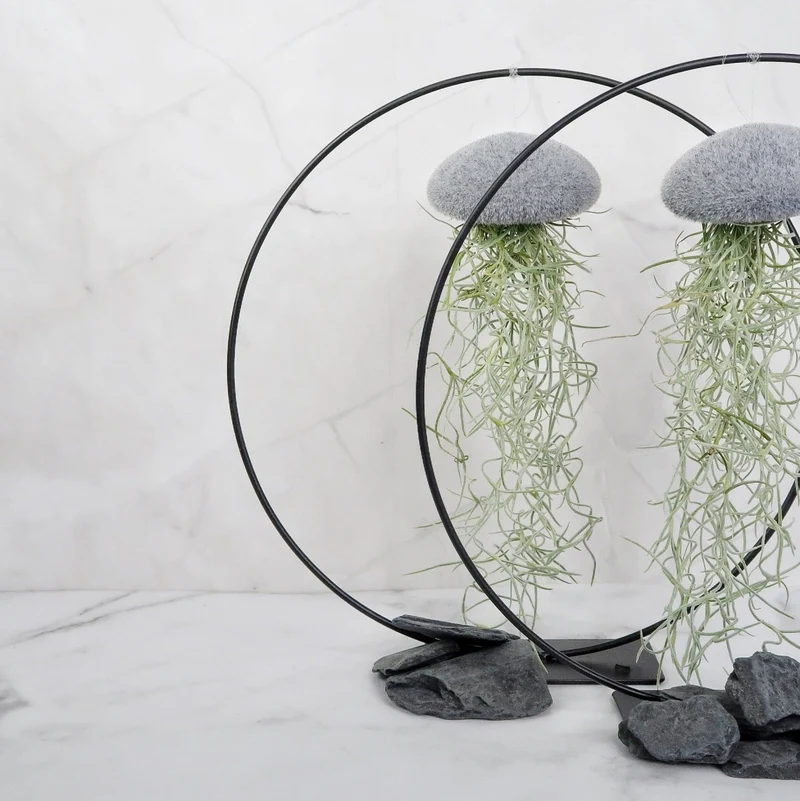 TILLANDSIA USNEOIDES - VELVET GREY