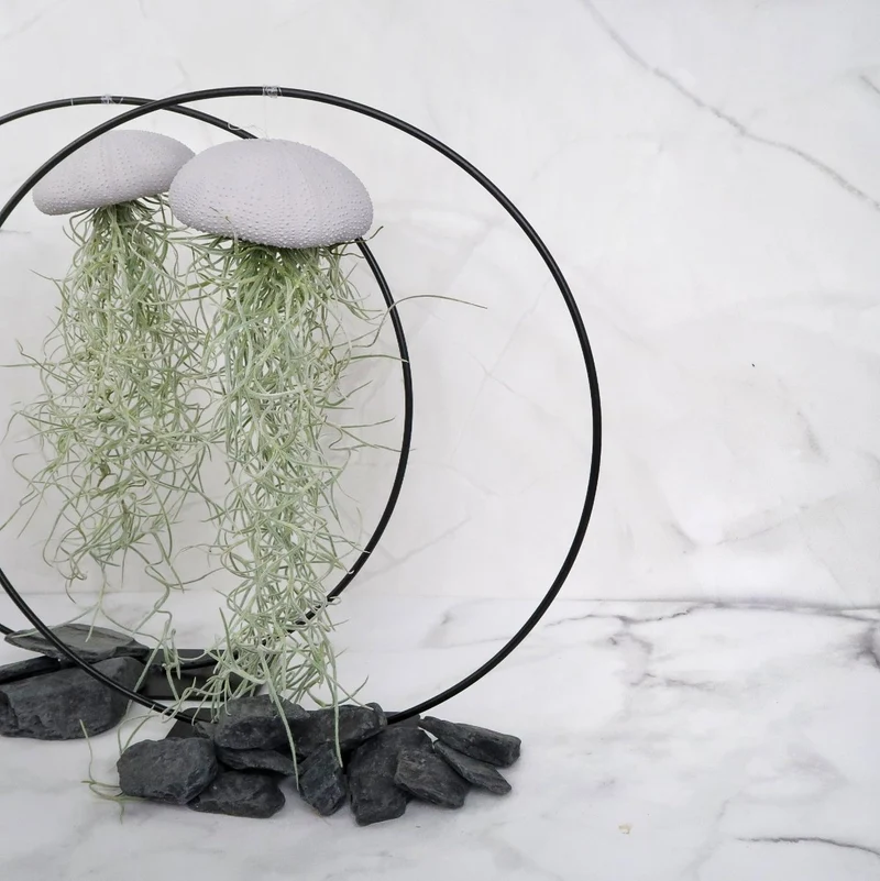 TILLANDSIA USNEOIDES - LAVENDER