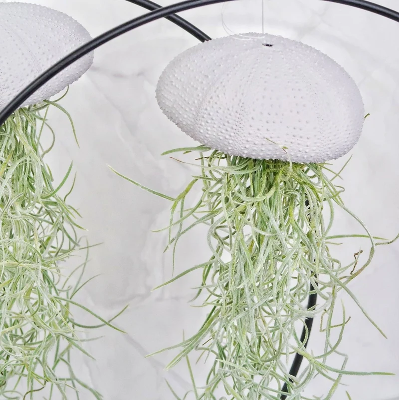 TILLANDSIA USNEOIDES - LAVENDER