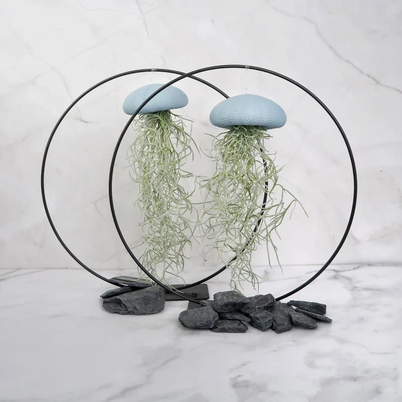 TILLANDSIA USNEOIDES - BLUE