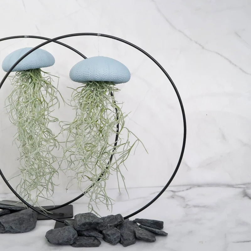 TILLANDSIA USNEOIDES - BLUE