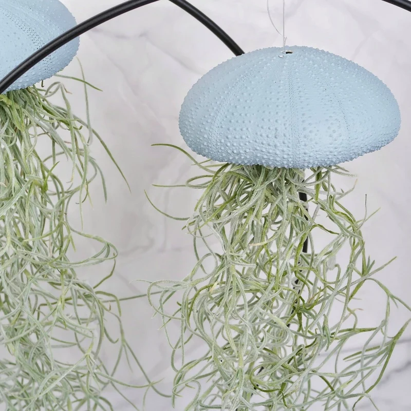 TILLANDSIA USNEOIDES - BLUE