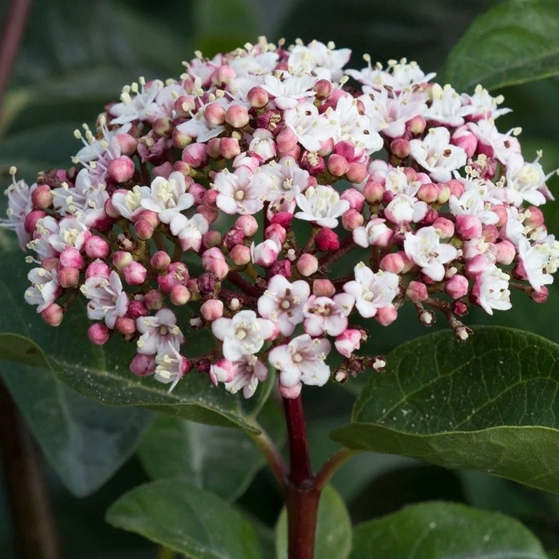 Lorbeer-Schneeball 'Lisarose'