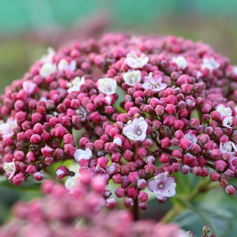 Lorbeer-Schneeball 'Lisarose'